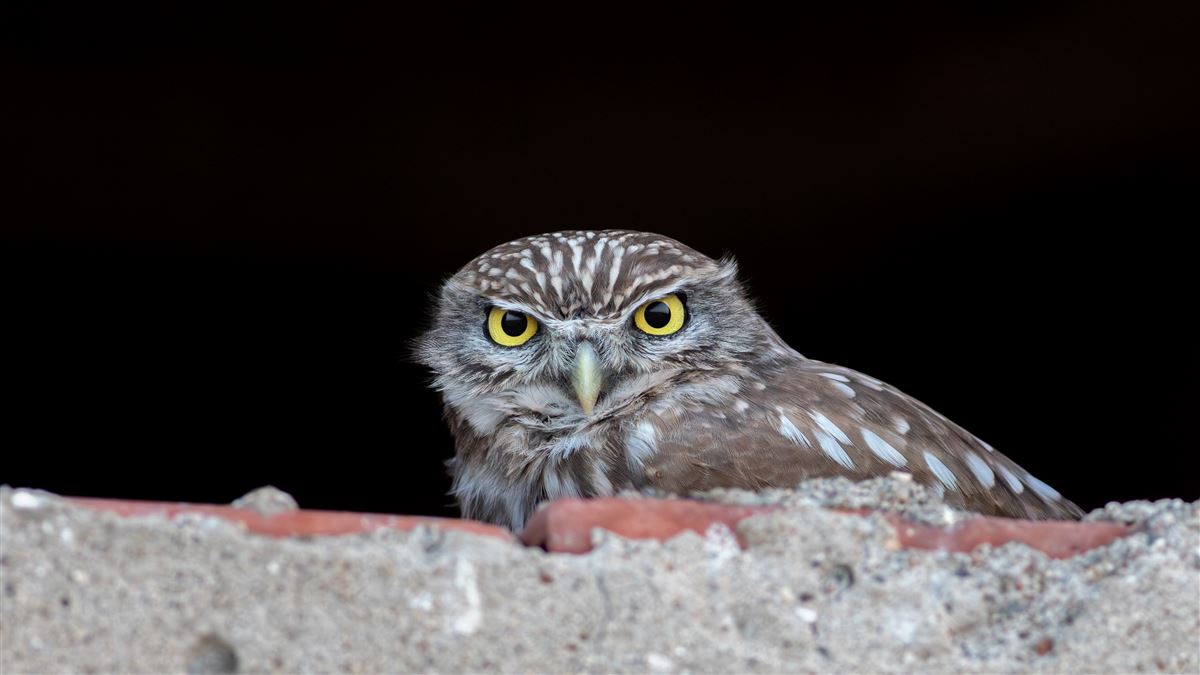 Little Owl