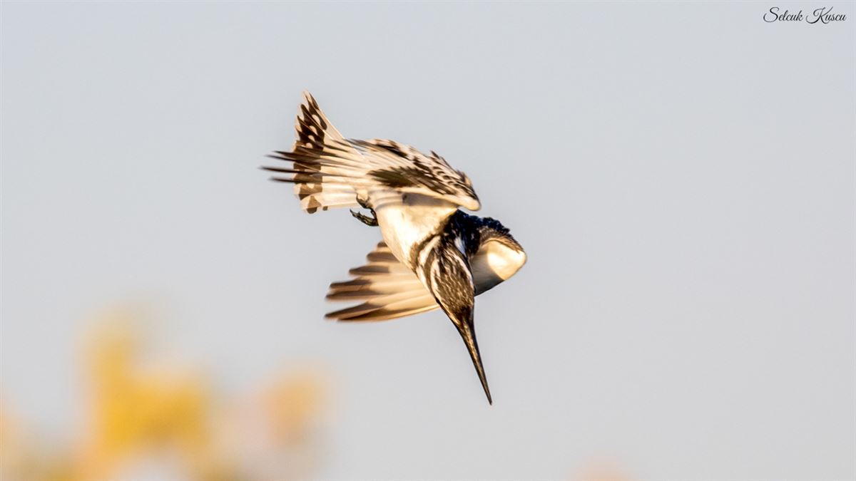 Pied Kingfisher
