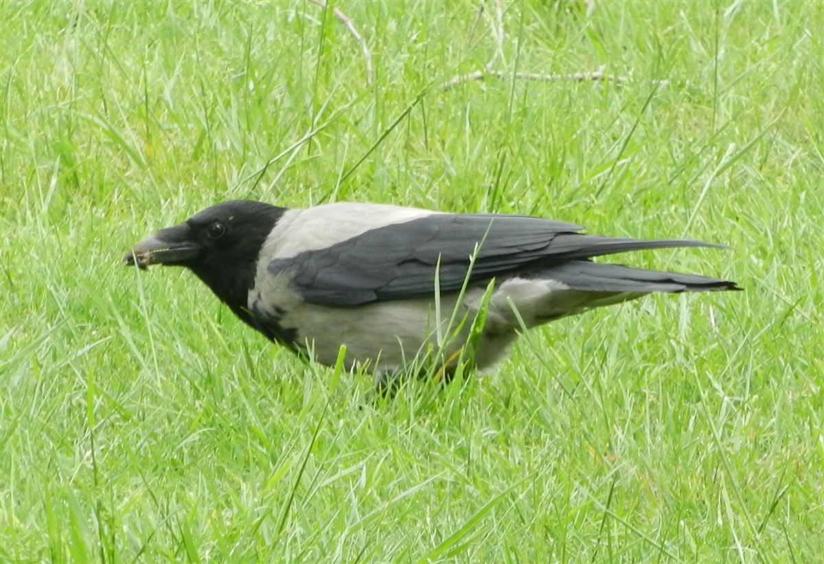Hooded Crow