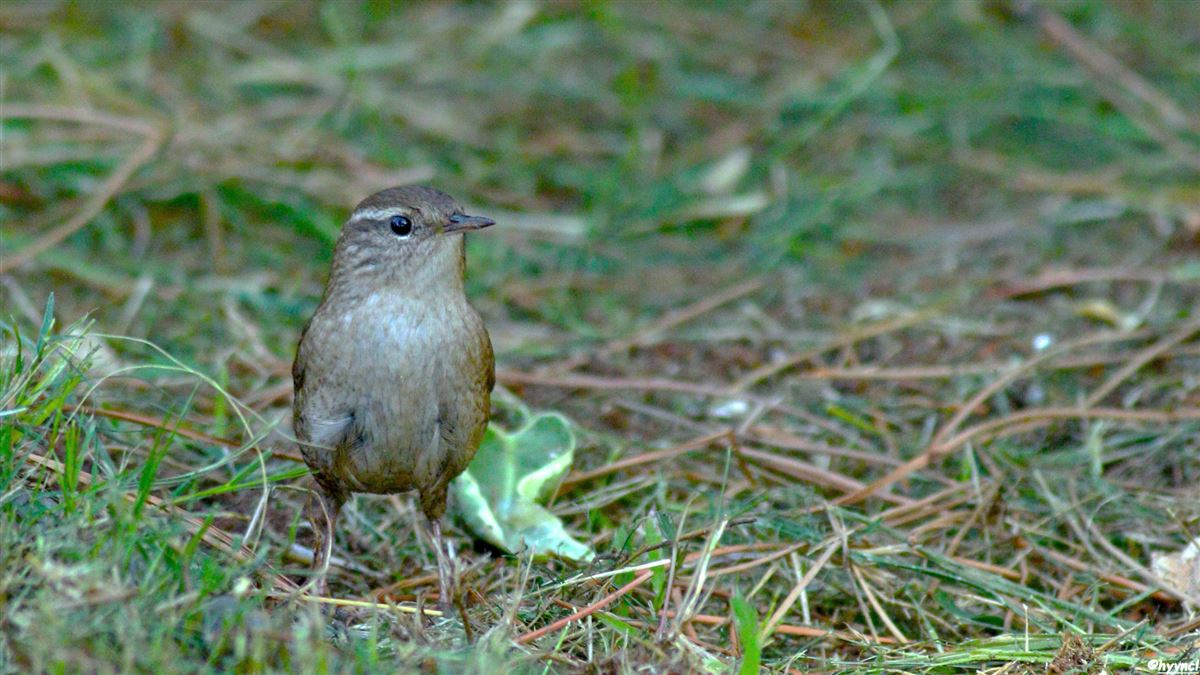 Eurasian Wren