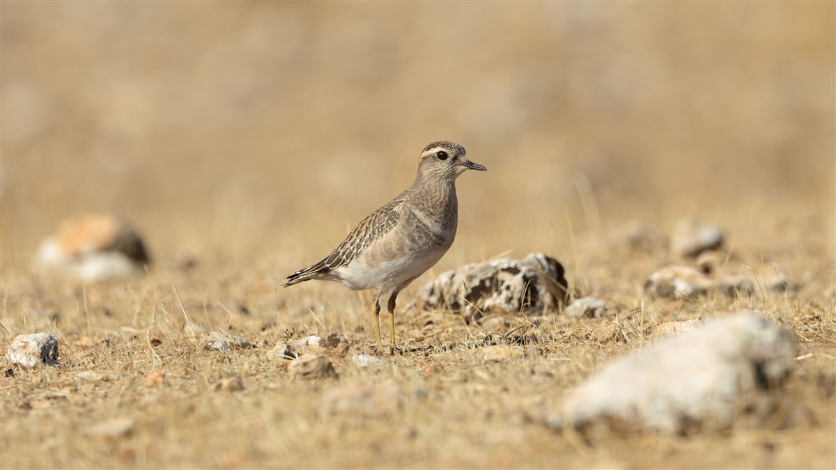 Eurasian Dotterel
