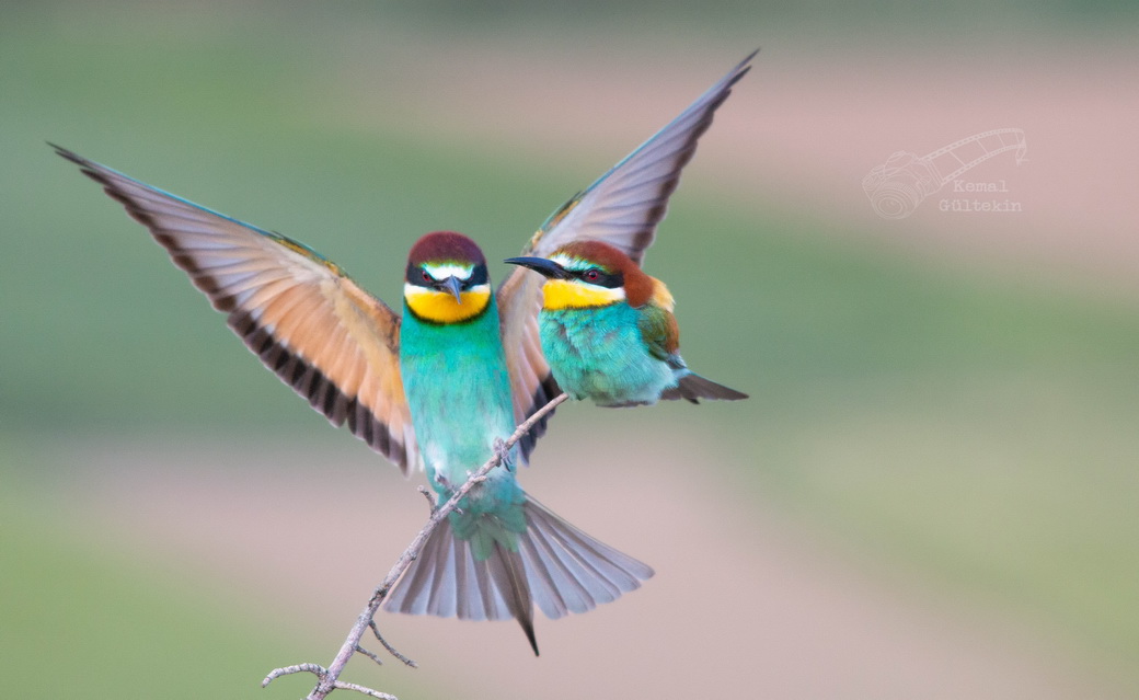 European Bee-eater