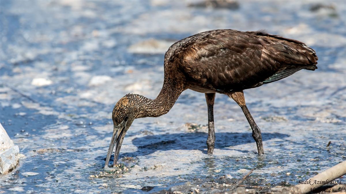 Glossy Ibis