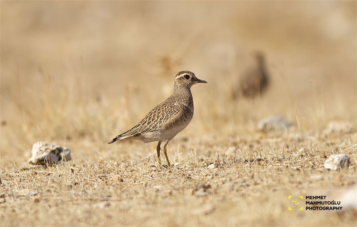 Eurasian Dotterel