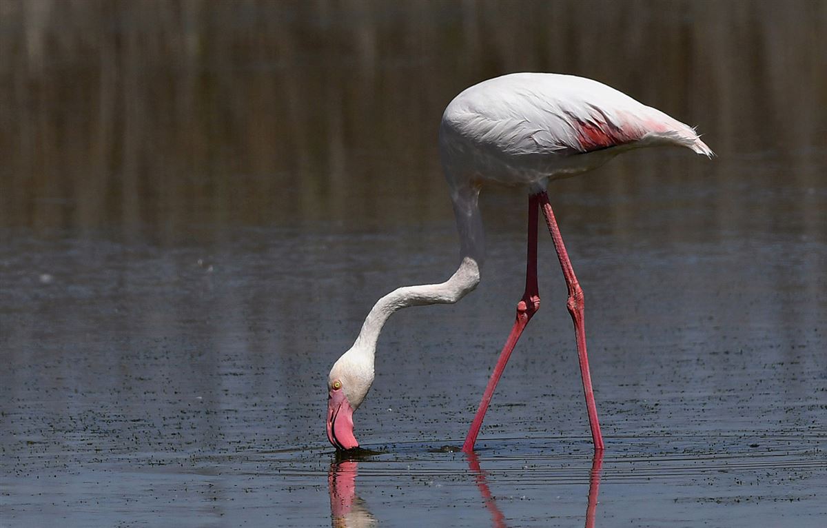 Greater Flamingo