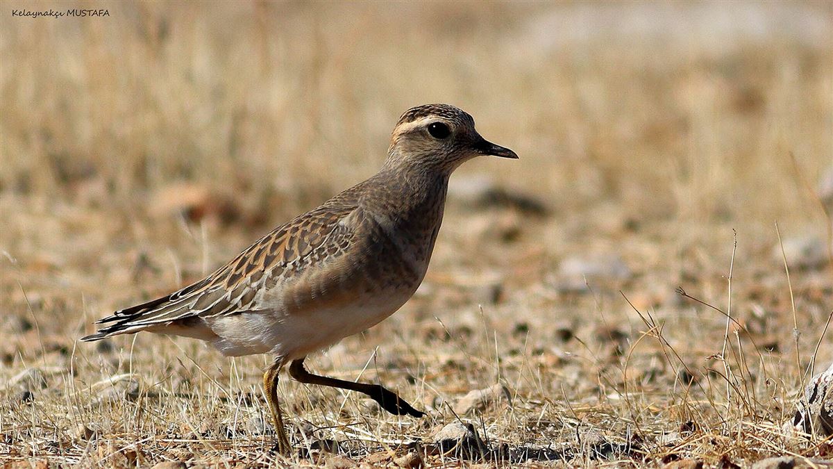 Eurasian Dotterel