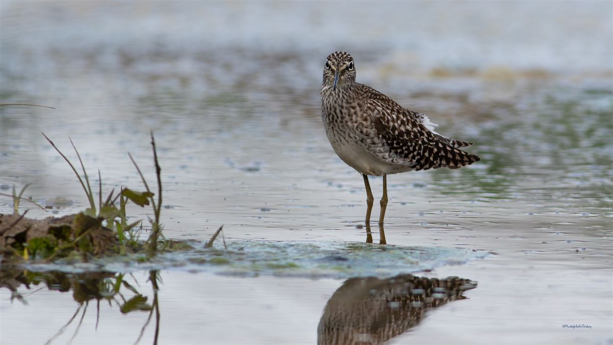 Wood Sandpiper