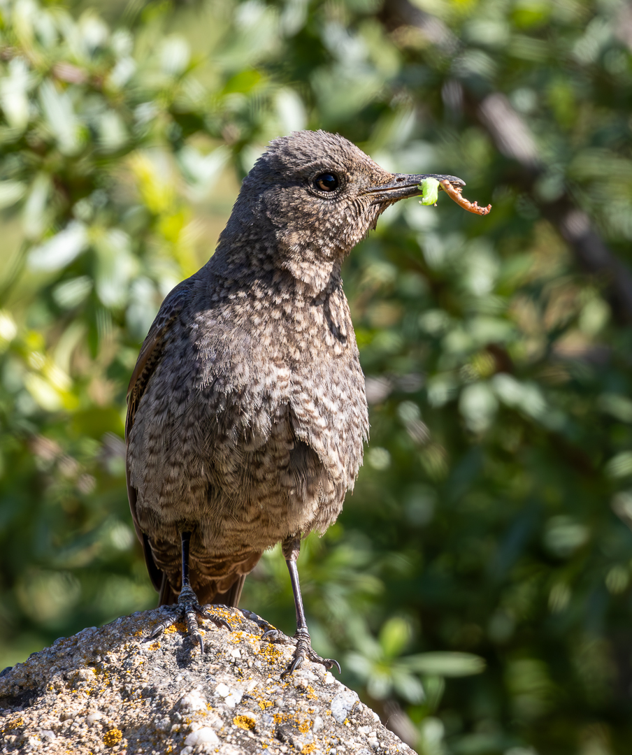 Blue Rock Thrush