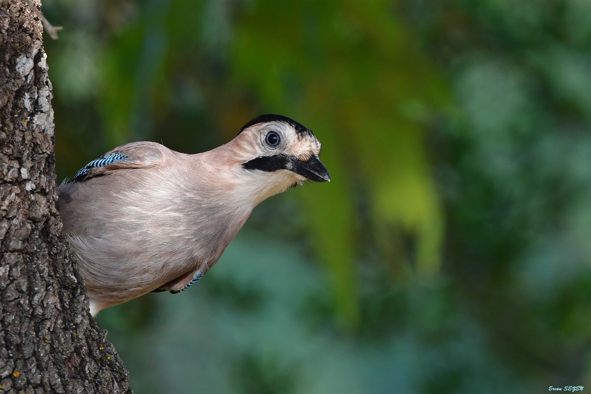 Eurasian Jay