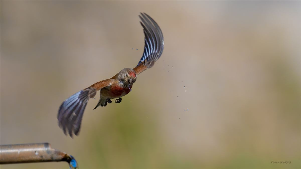 Common Linnet