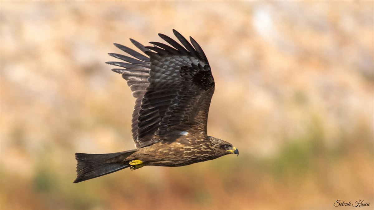 Black Kite