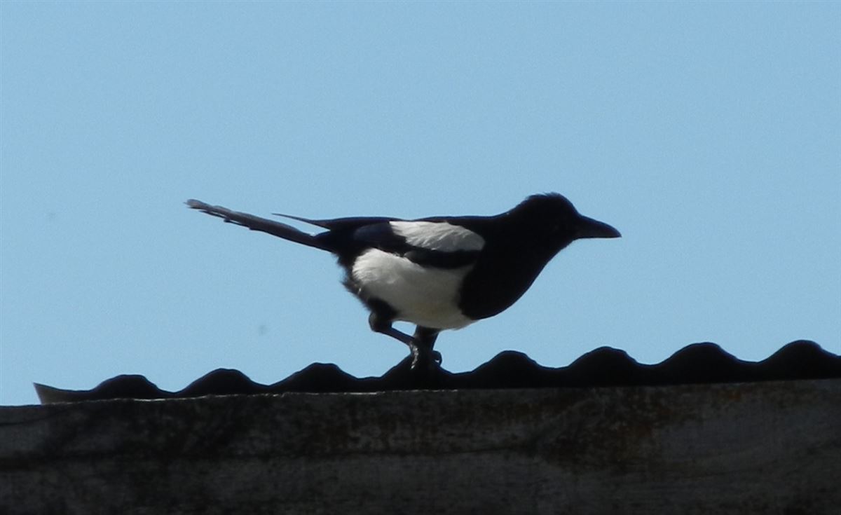 Eurasian Magpie