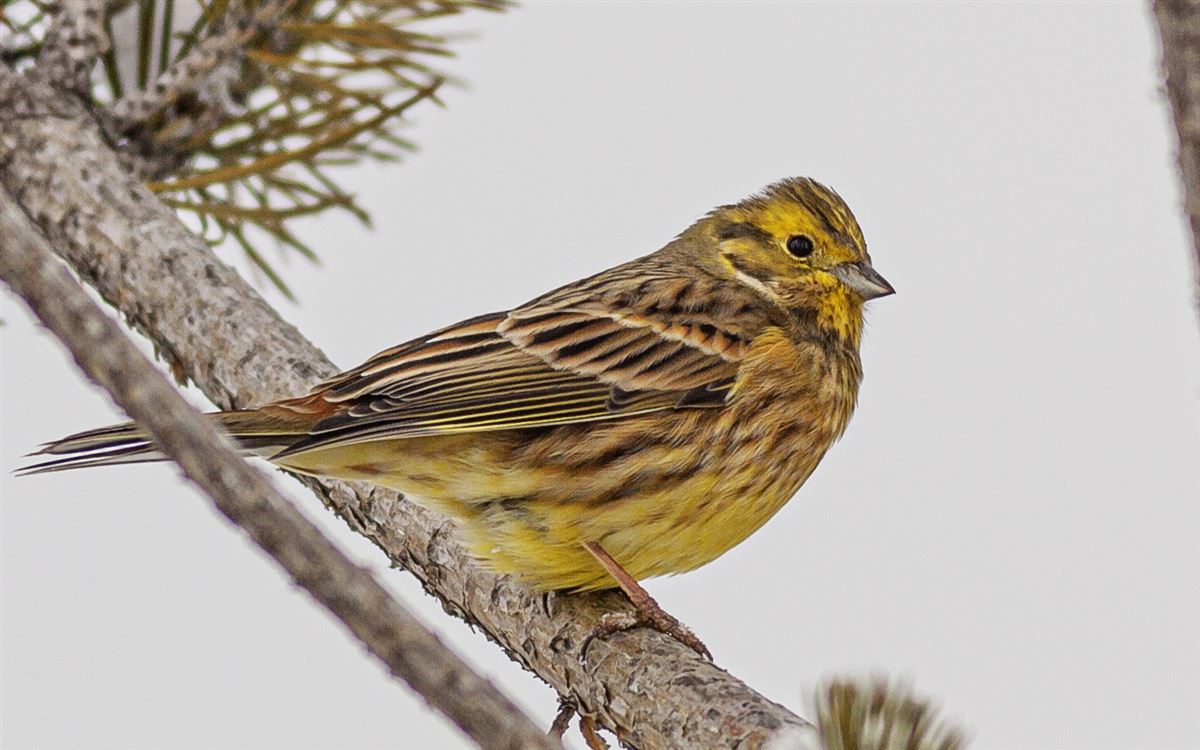 Yellowhammer