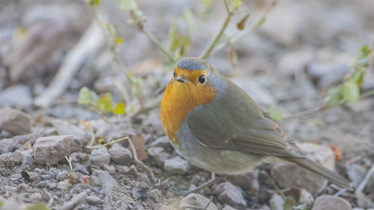 European Robin
