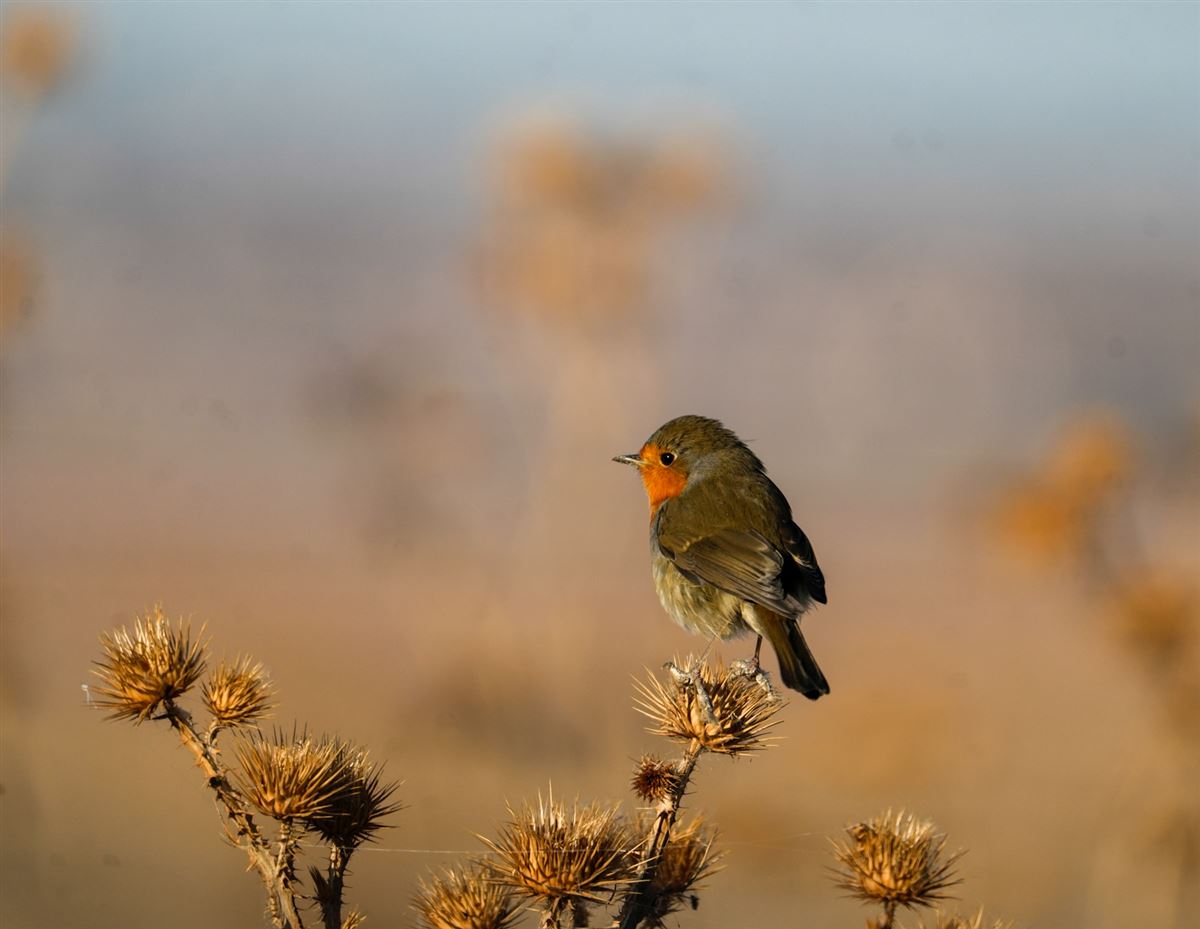 European Robin