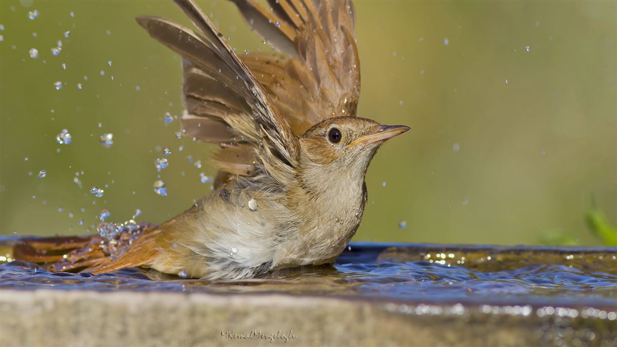 Common Nightingale