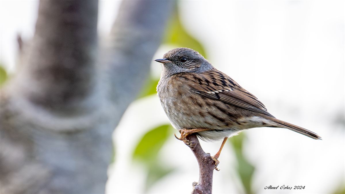 Dunnock
