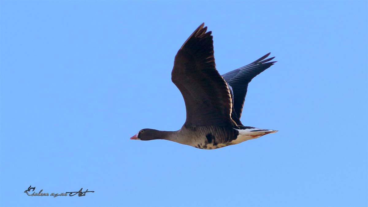 Lesser White-fronted Goose
