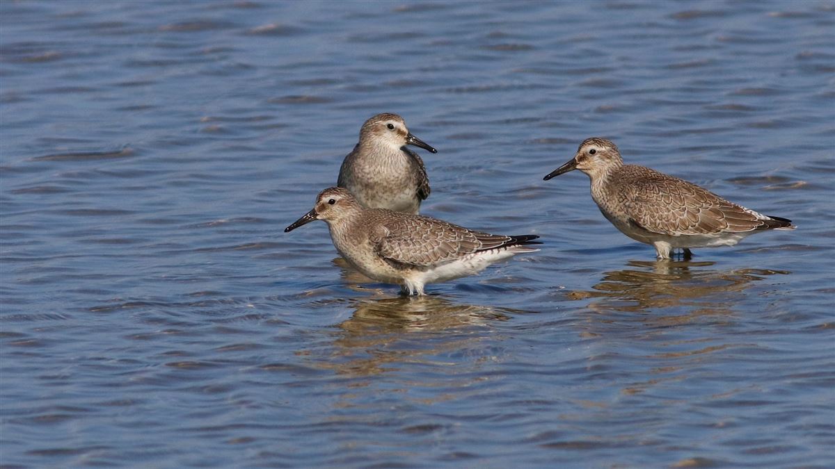 Red Knot