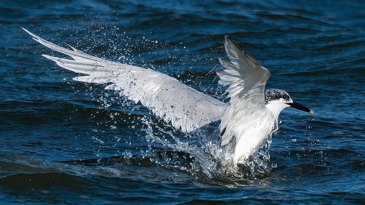 Sandwich Tern