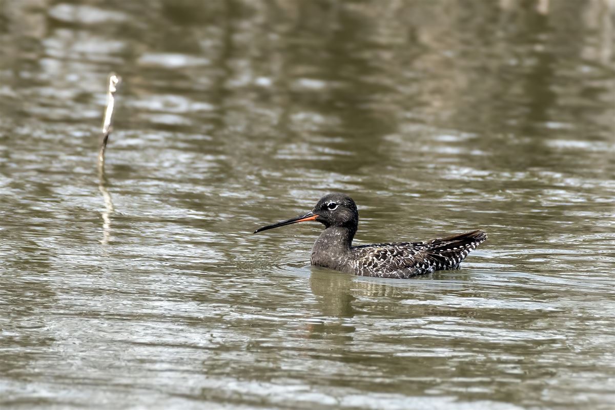 Spotted Redshank
