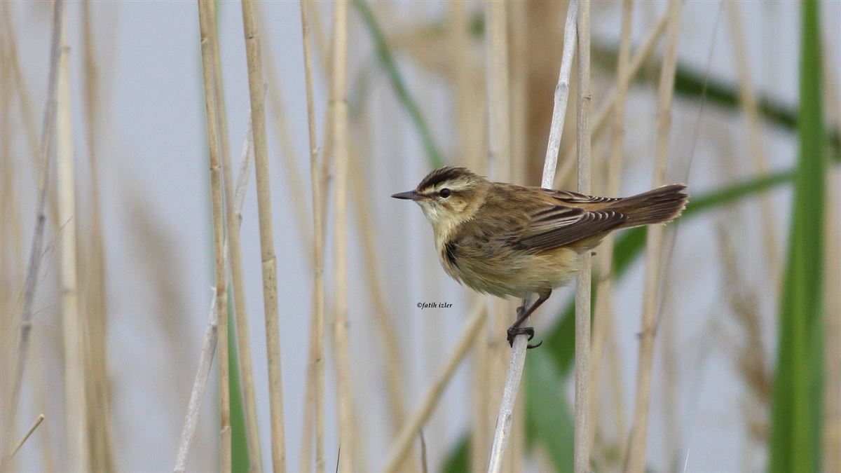 Sedge Warbler