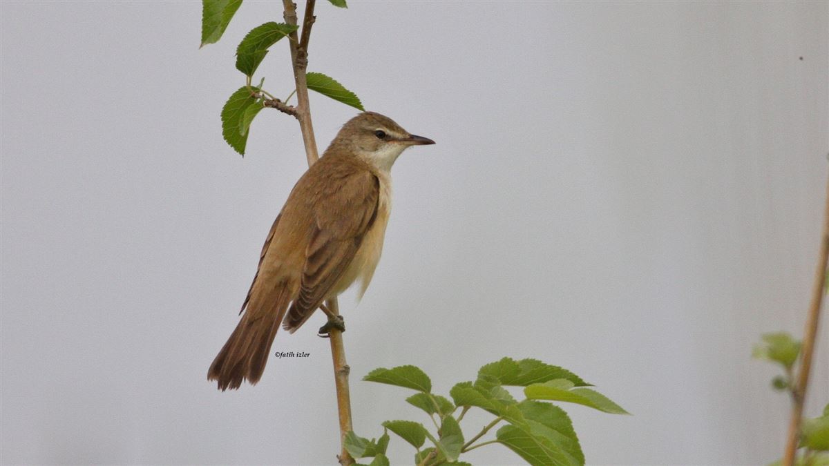 Great Reed Warbler