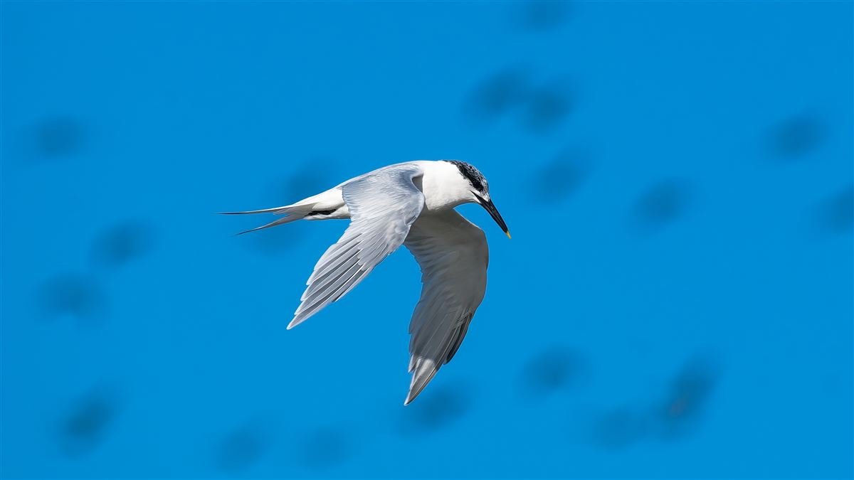 Sandwich Tern