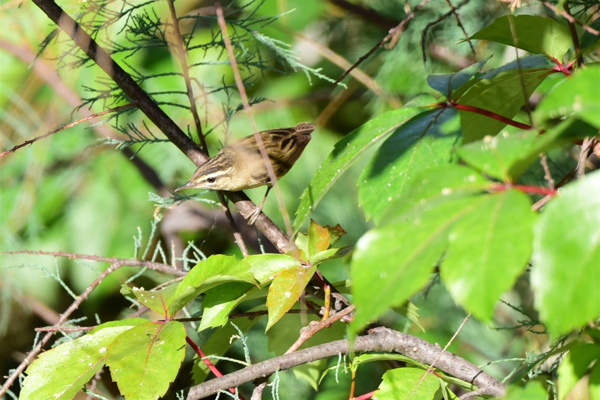 Sedge Warbler