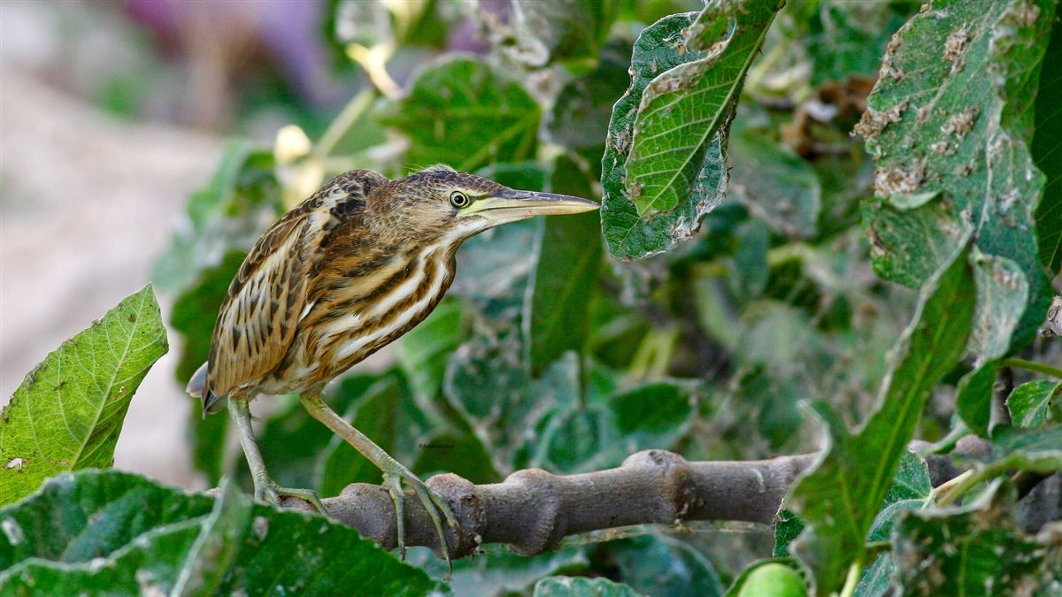 Little Bittern