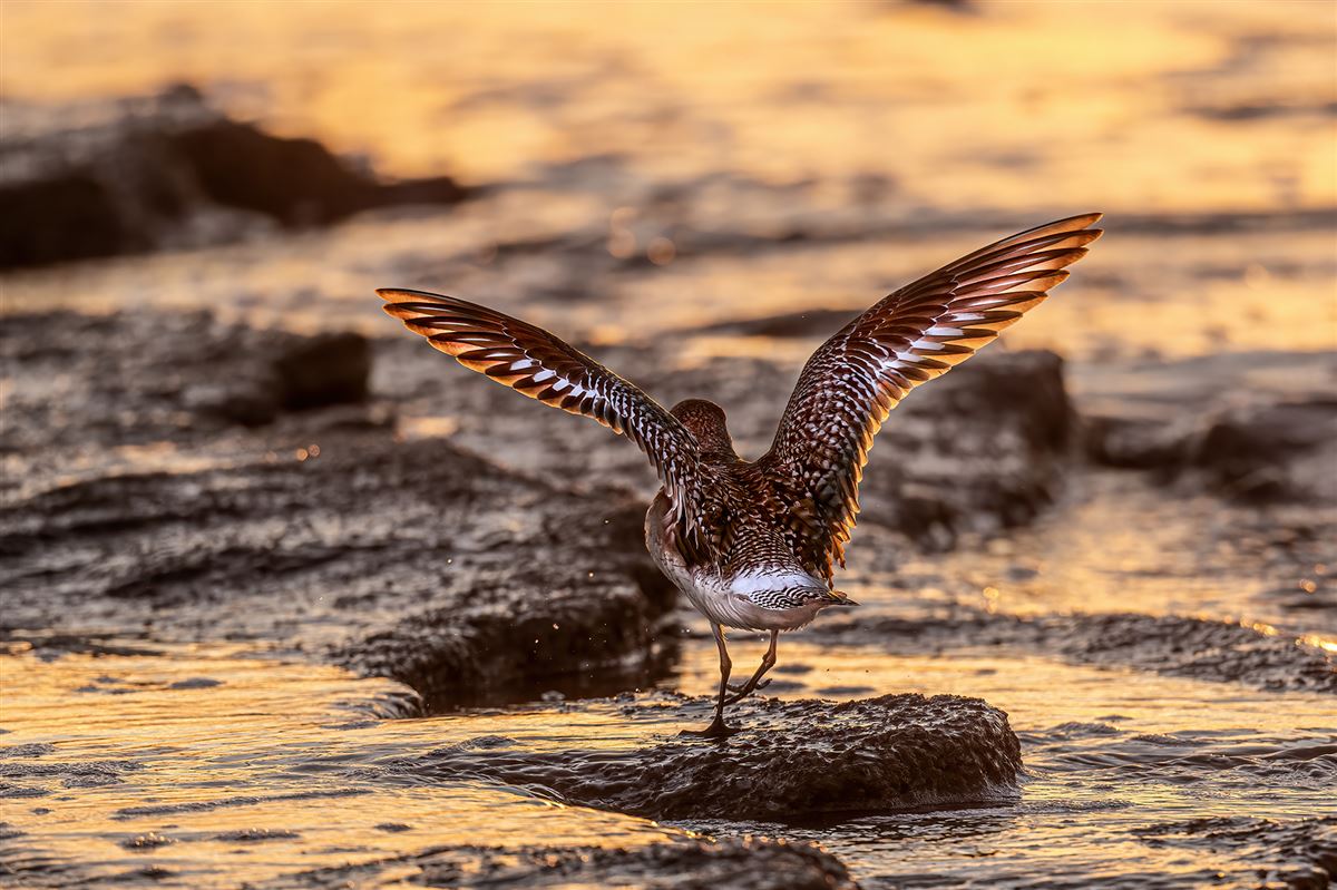 Grey Plover