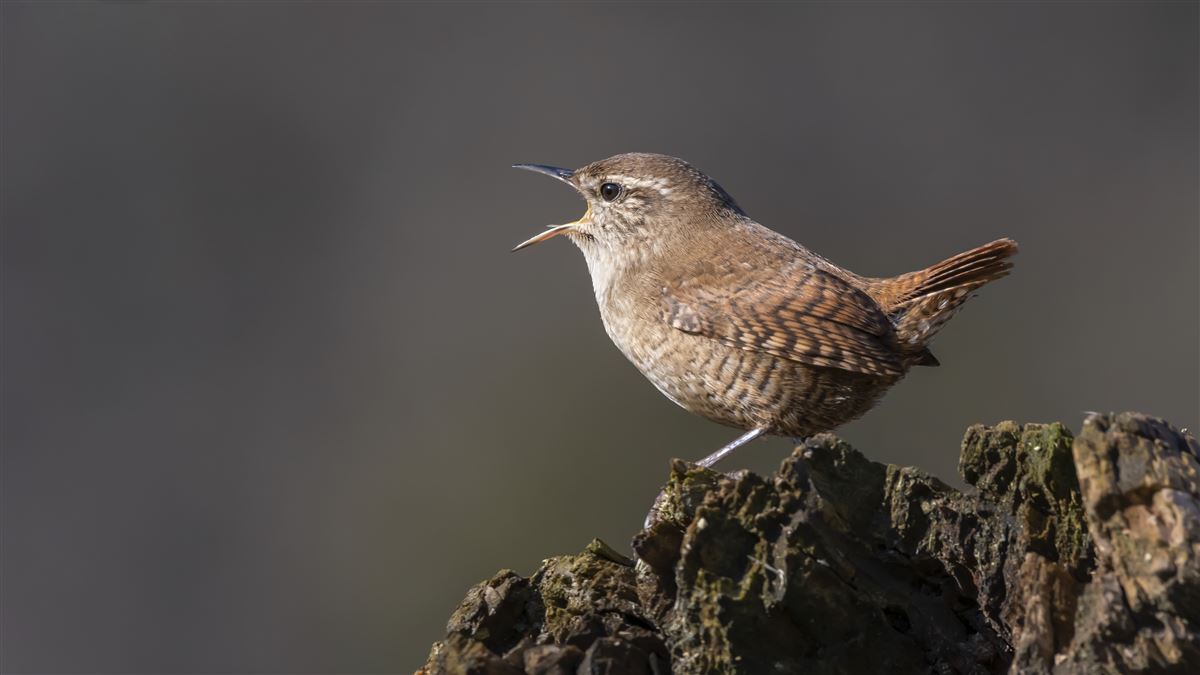 Eurasian Wren