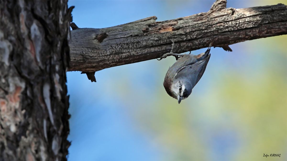 Krüper`s Nuthatch
