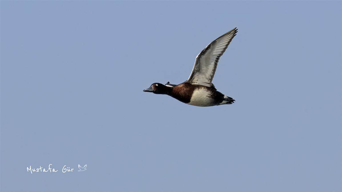Ferruginous Duck