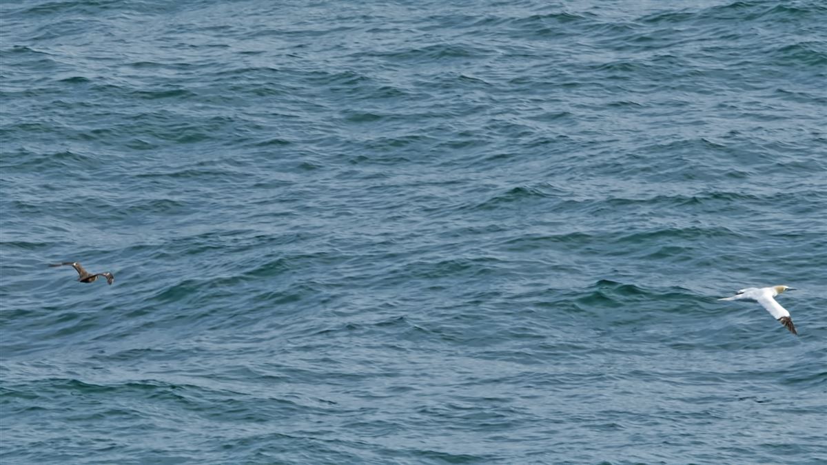 Great Skua