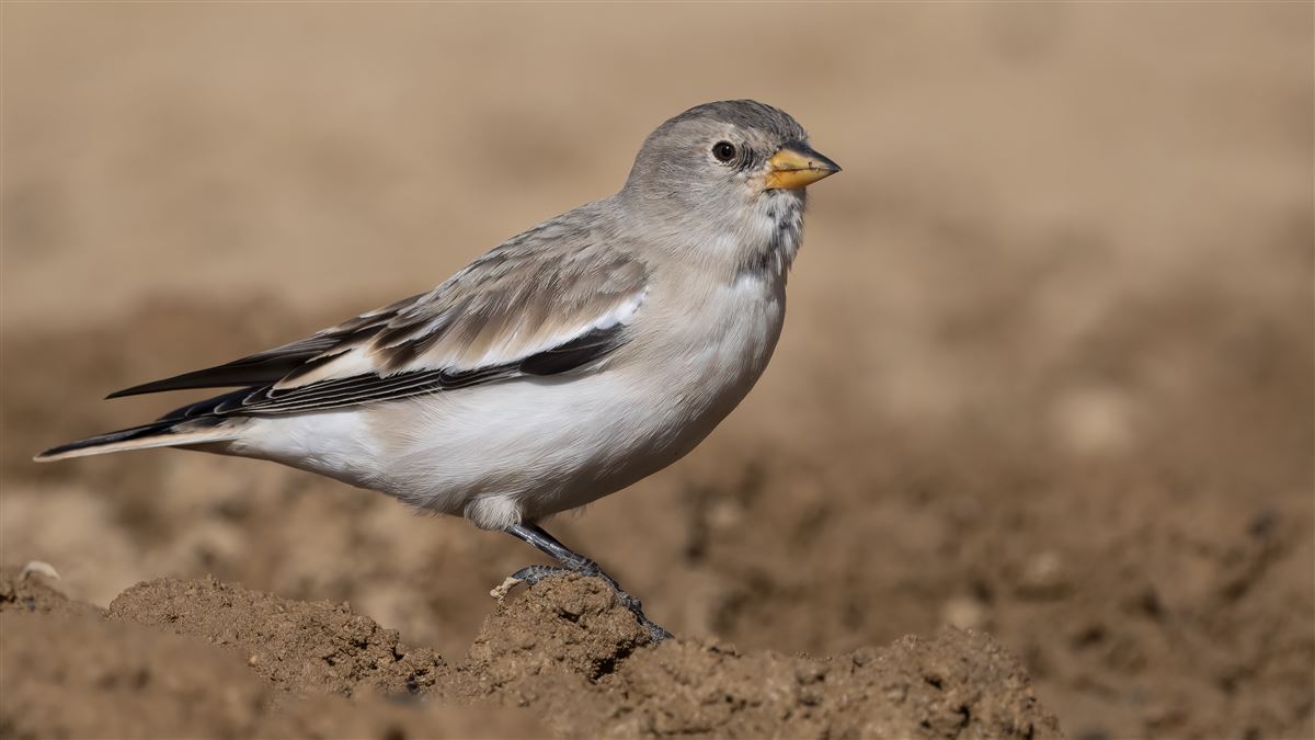White-winged Snowfinch