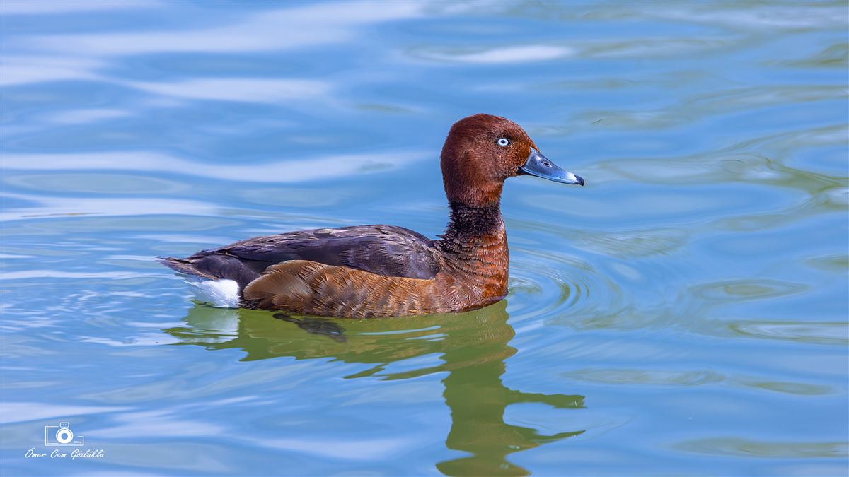 Ferruginous Duck