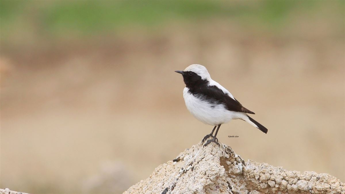 Finsch`s Wheatear