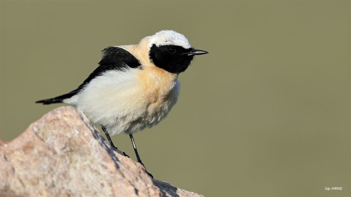 Black-eared Wheatear