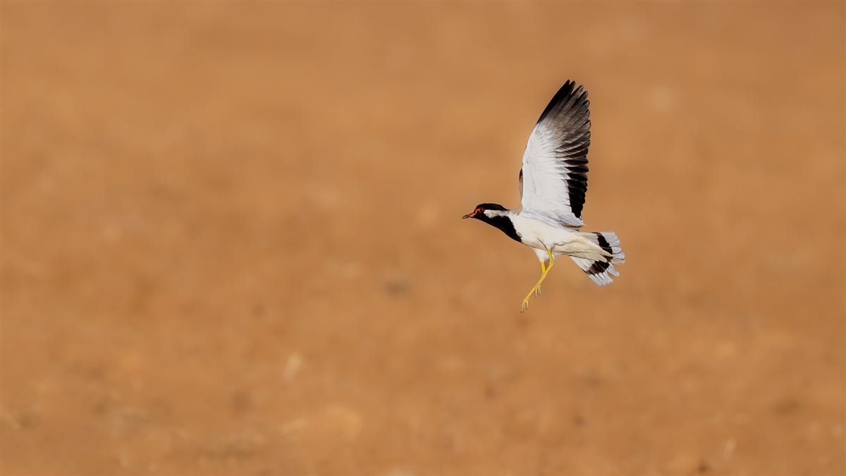 Red-wattled Lapwing