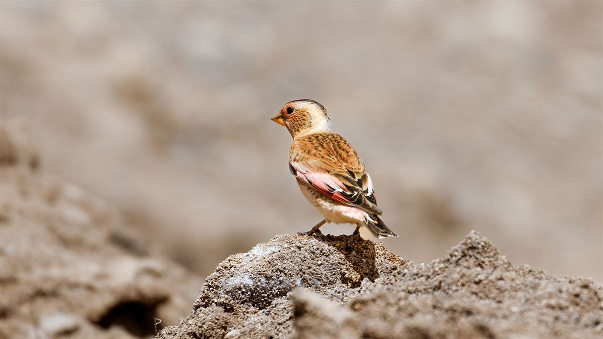 Crimson-winged Finch