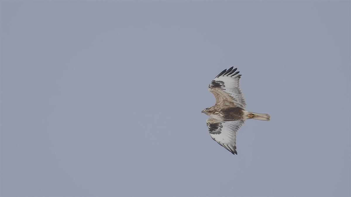 Rough-legged Buzzard