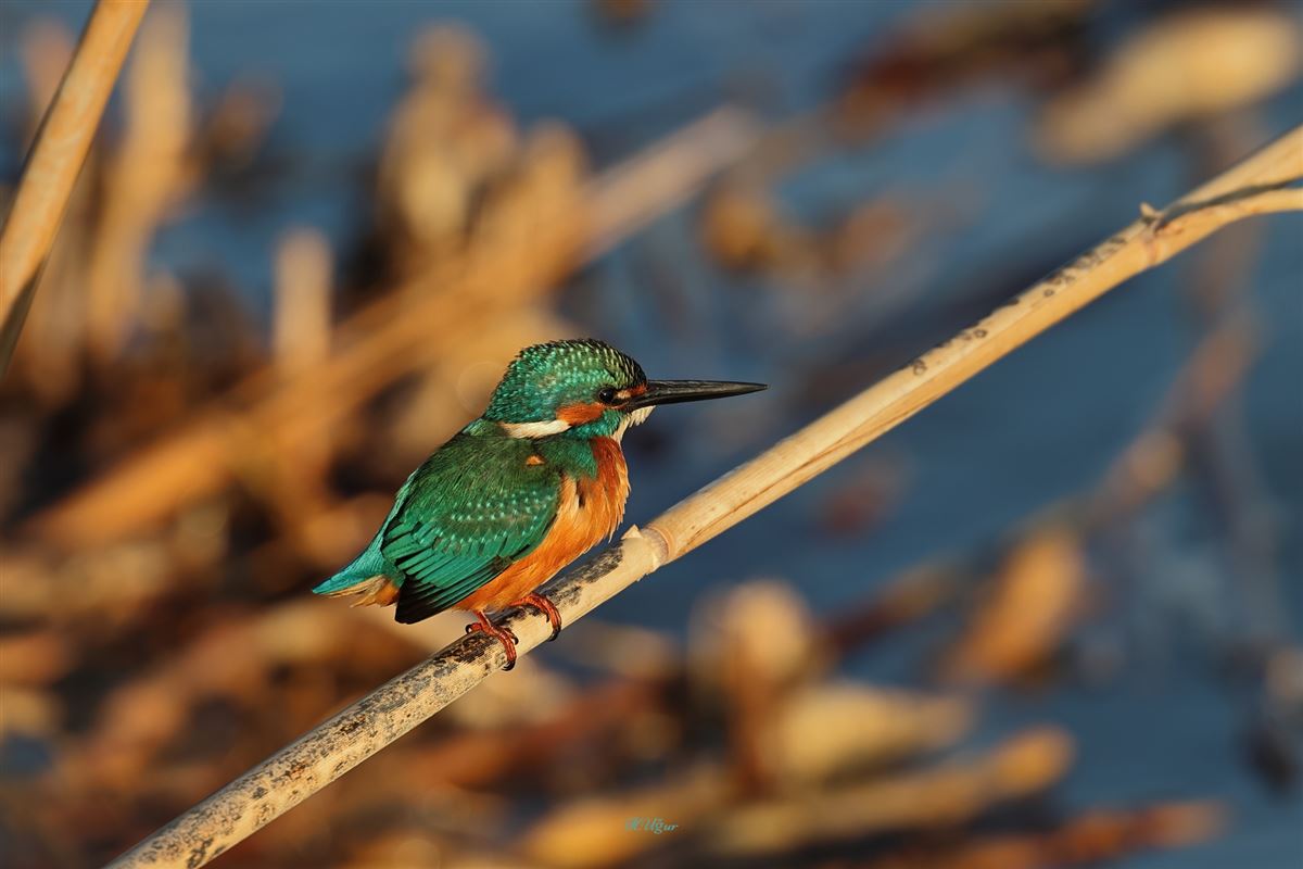 Common Kingfisher