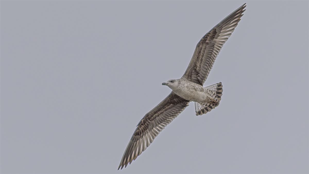 Yellow-legged Gull