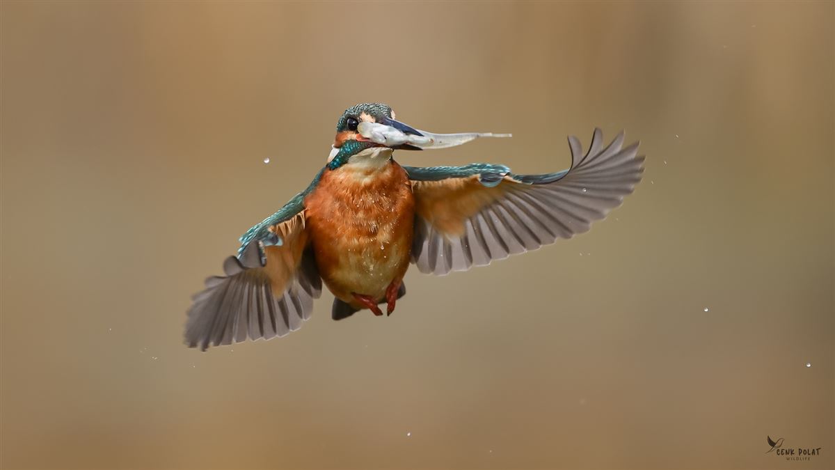 Common Kingfisher