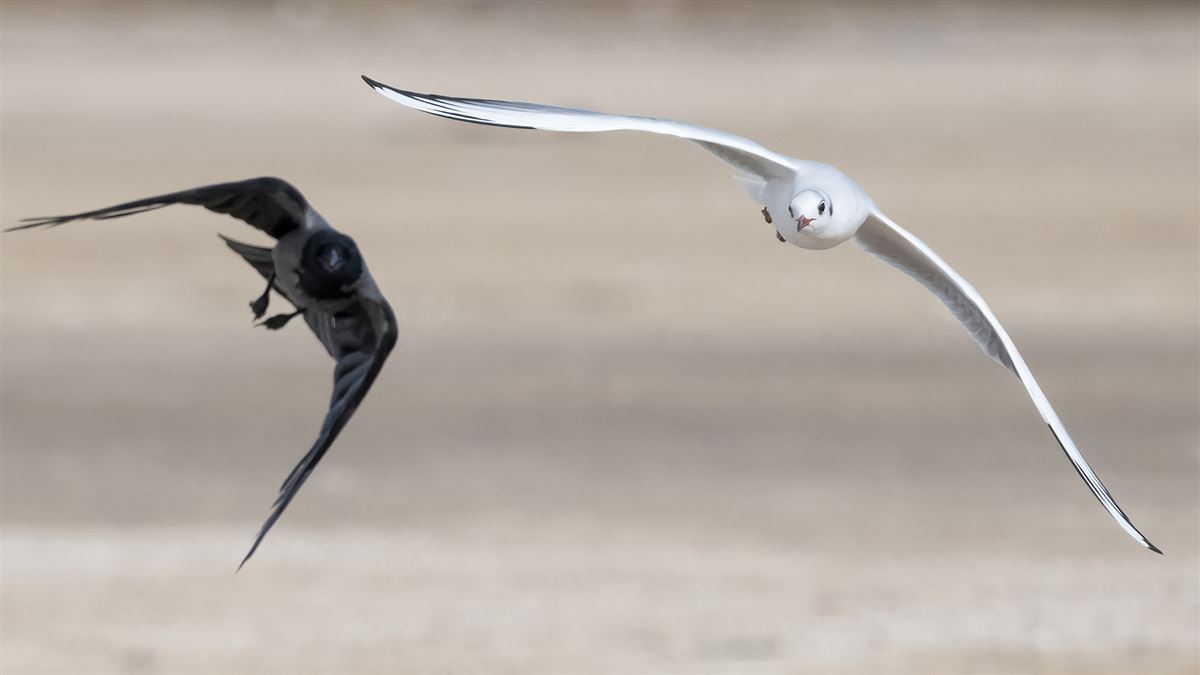 Black-headed Gull