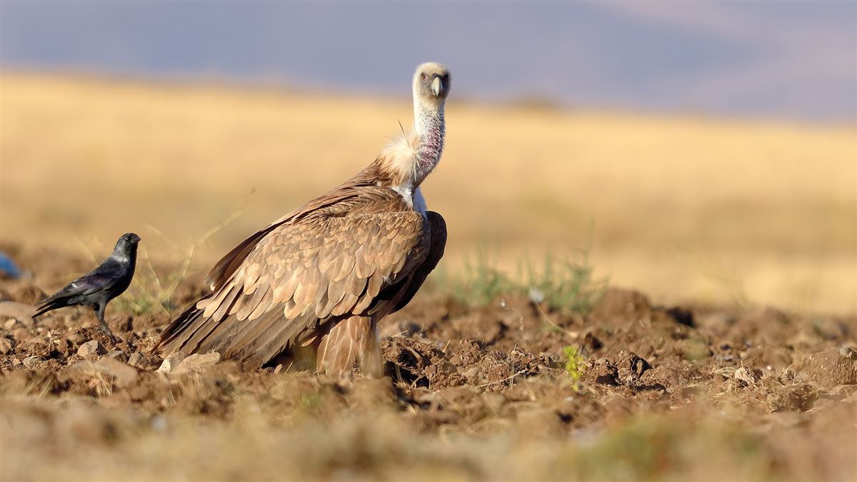Griffon Vulture