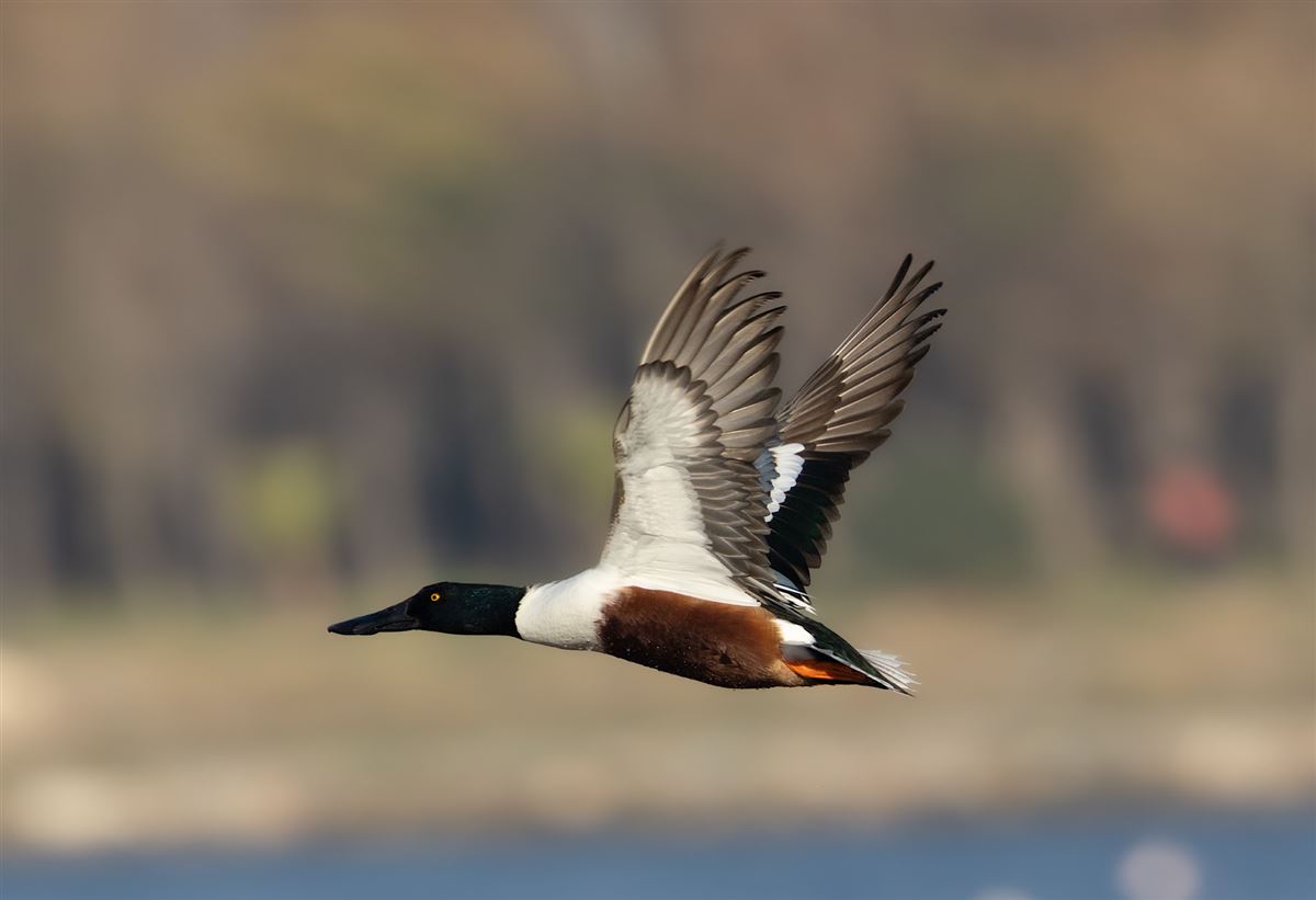 Northern Shoveler