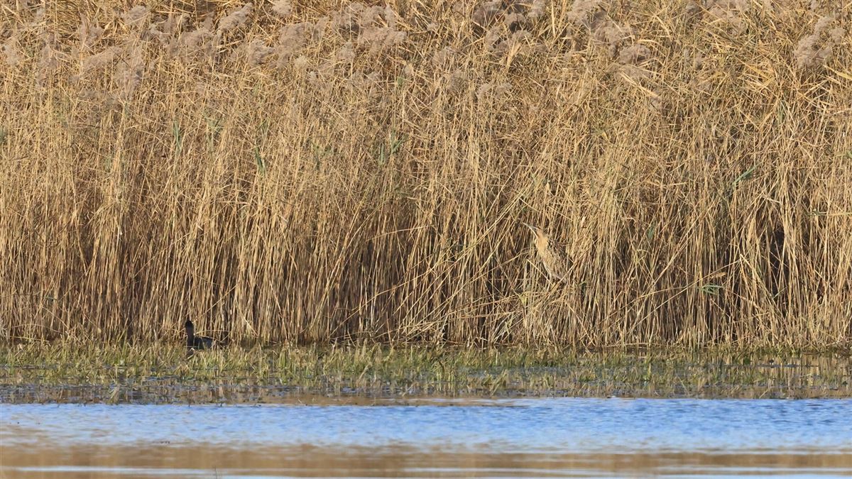 Eurasian Bittern