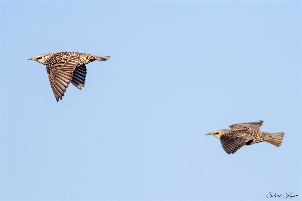 Common Starling